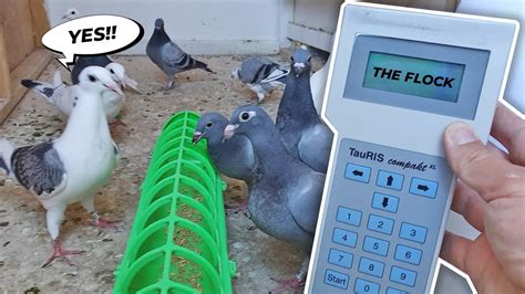 bulacan pigeon clocking system|About PigeonRacePH .